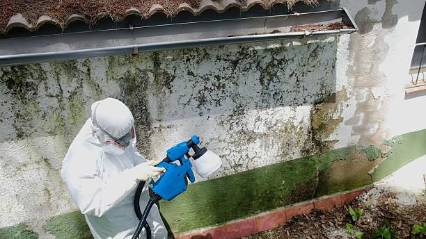 Top rated local Basement Mold Removal specialists in Waddell, AZ
